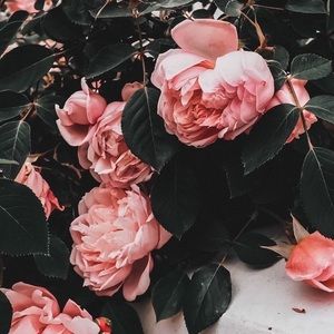 Meet your Posher, Zara